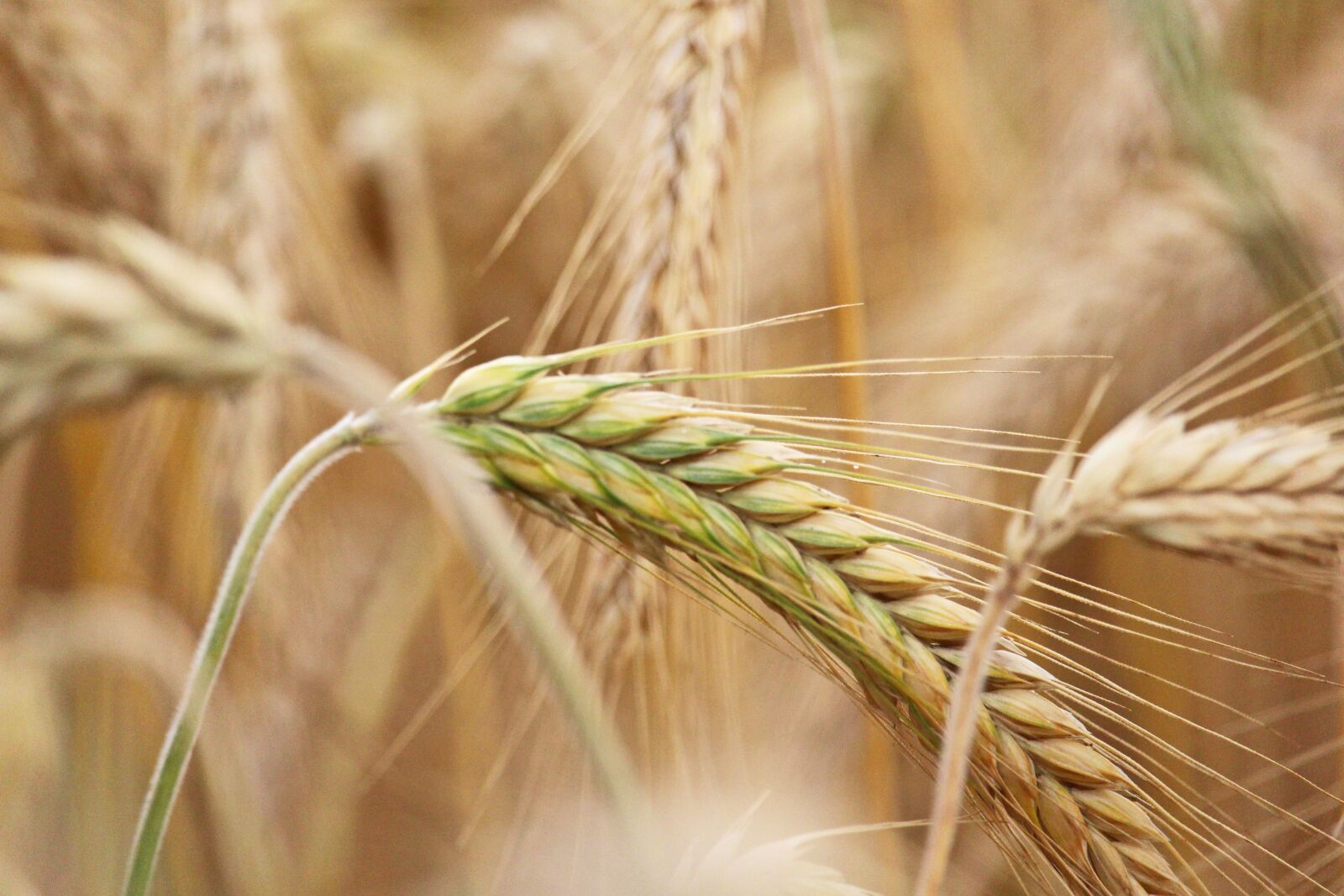 Canon EF-S 55-250mm F4-5.6 IS STM sample photo. Grain, harvest, agriculture photography