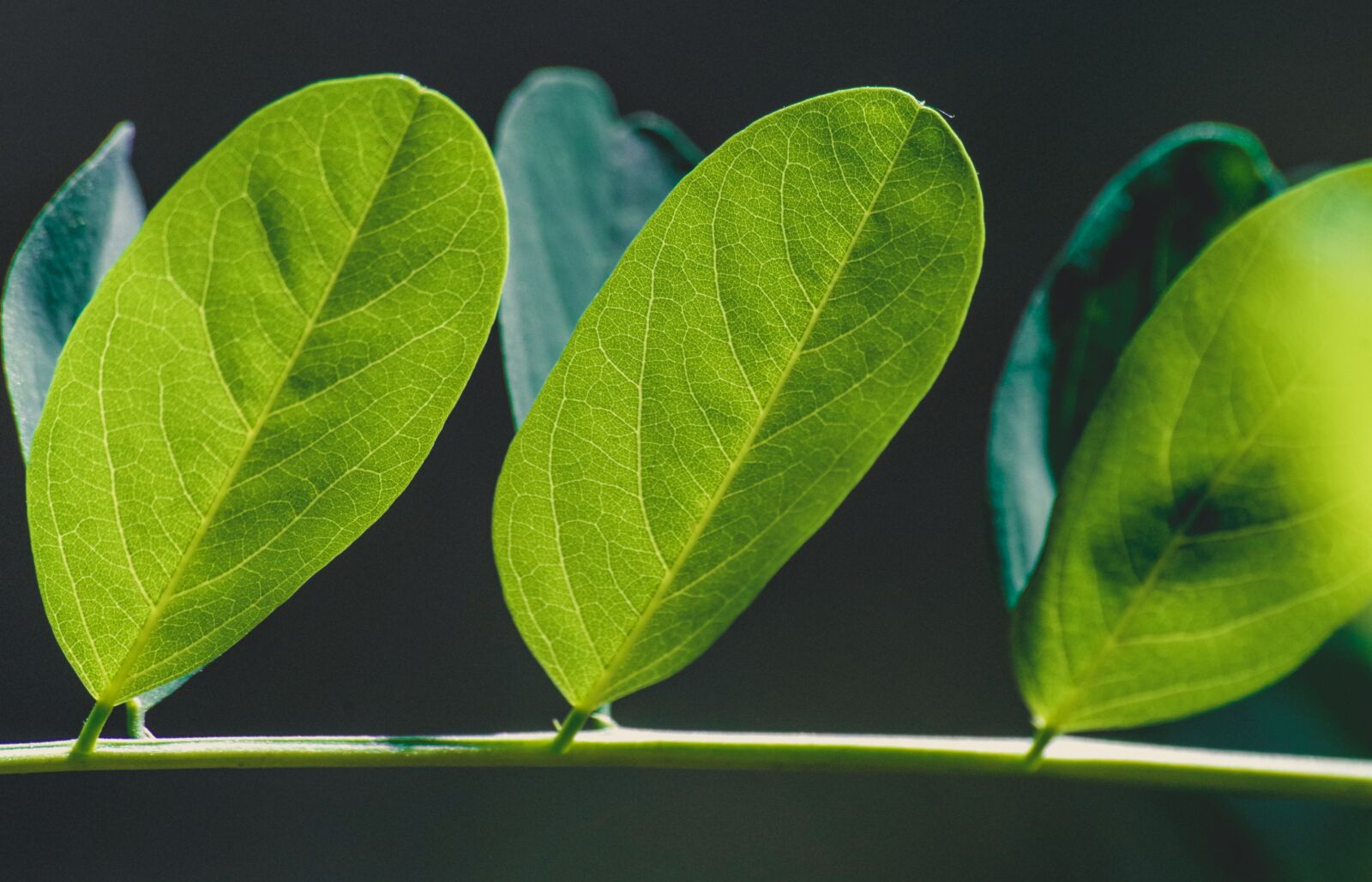 Pentax K-30 sample photo. Leaves, plant, green photography