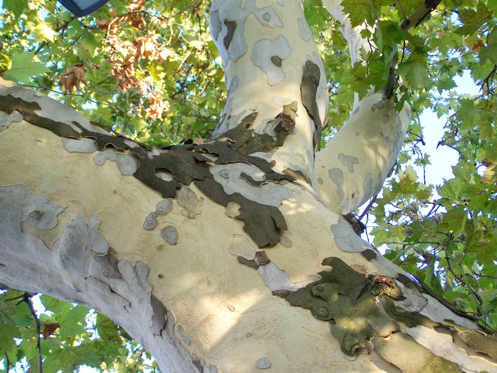 Kodak EASYSHARE ZD710 ZOOM DIGITAL CAMERA sample photo. Sycamore tree, log, plant photography