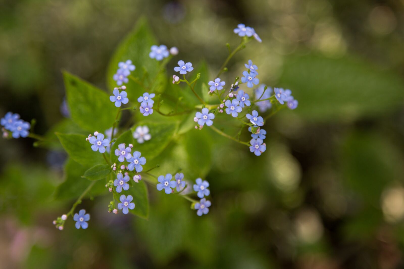 Canon EOS 6D + Canon EF 24-105mm F4L IS USM sample photo. Nature, flower, flora photography