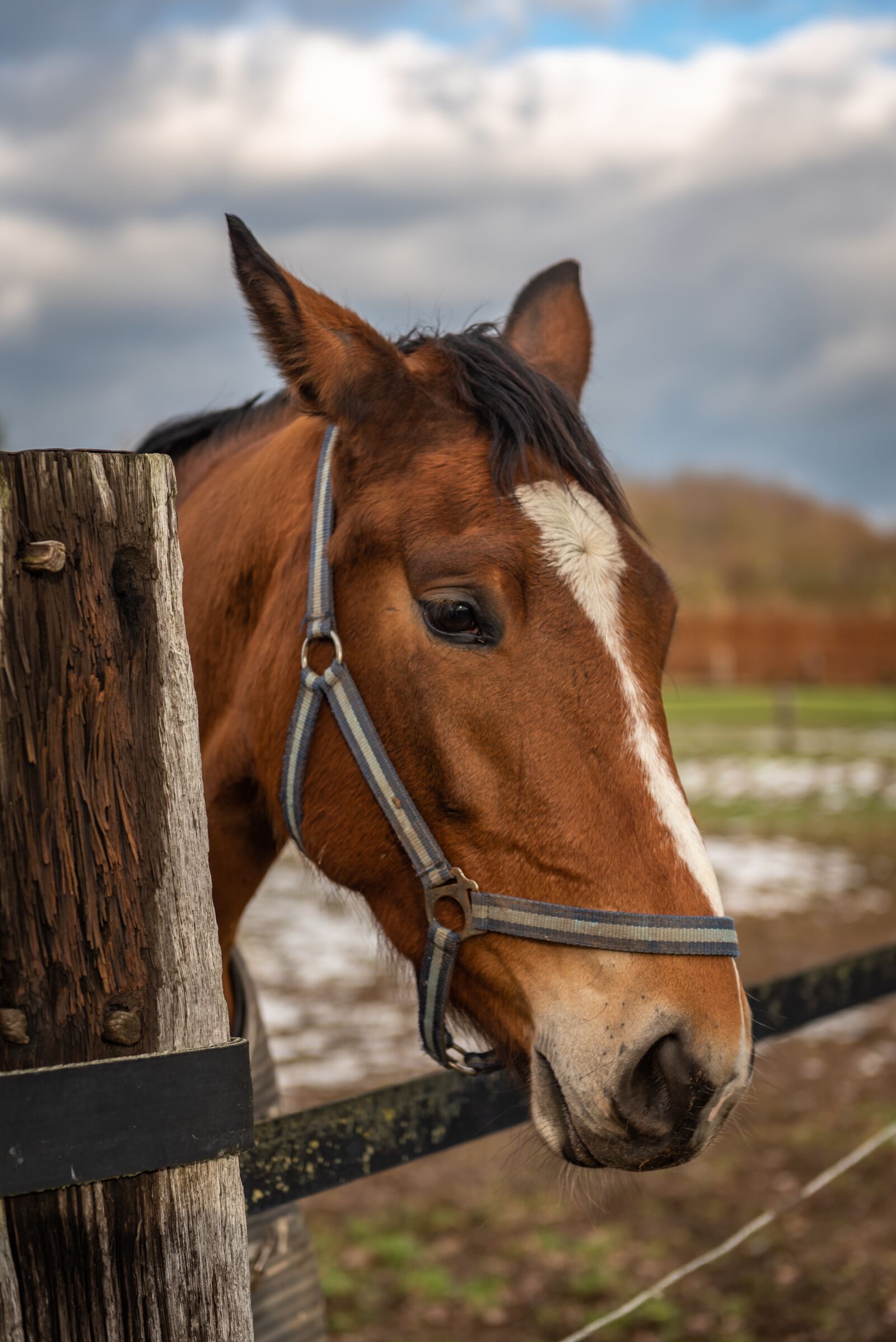Nikon D750 sample photo. Horse, head, horse head photography