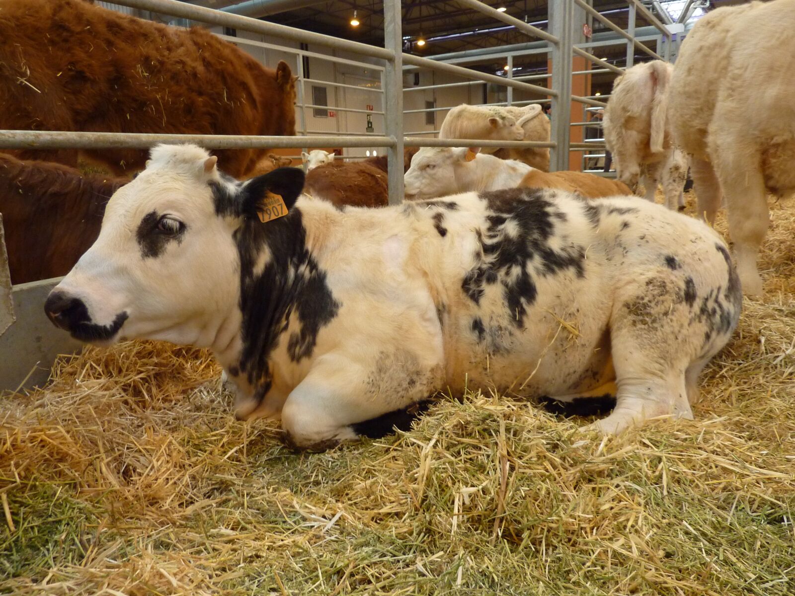 Panasonic DMC-TZ7 sample photo. Animals, calf, livestock photography