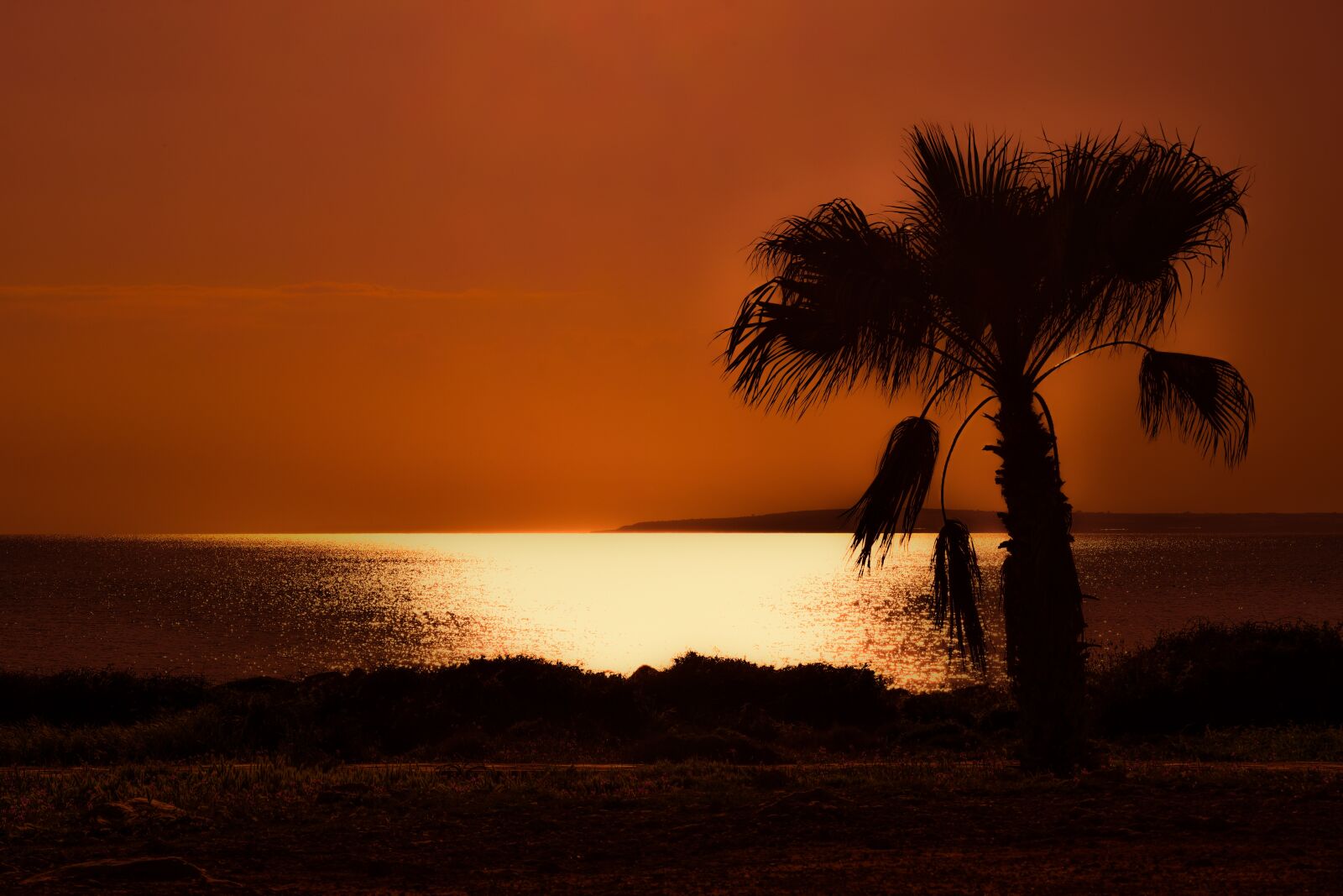 Nikon D3300 sample photo. Palm tree, sunset, sea photography