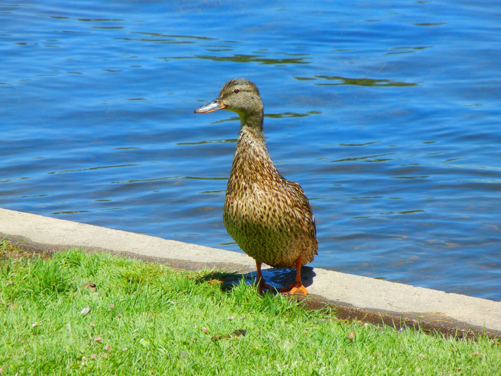 Nikon Coolpix S8100 sample photo. Pond, duck, bird photography
