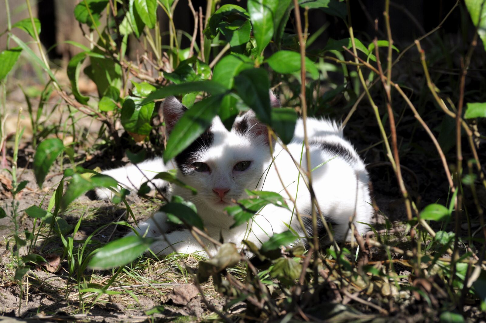 Nikon D5000 sample photo. Animal, bushes, cat photography