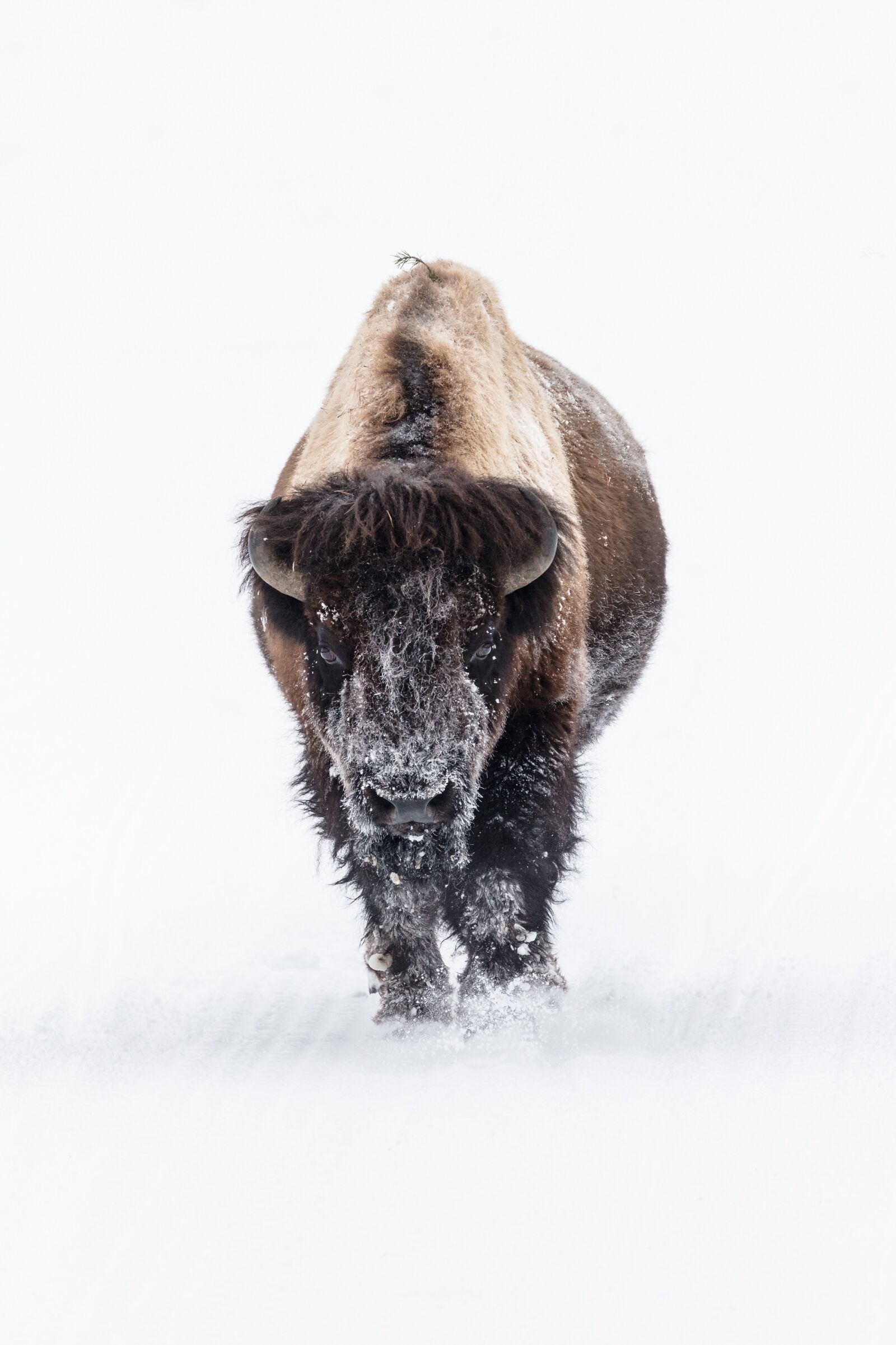 Canon EOS 5DS + Canon EF 100-400mm F4.5-5.6L IS II USM sample photo. Bison, buffalo, snow photography