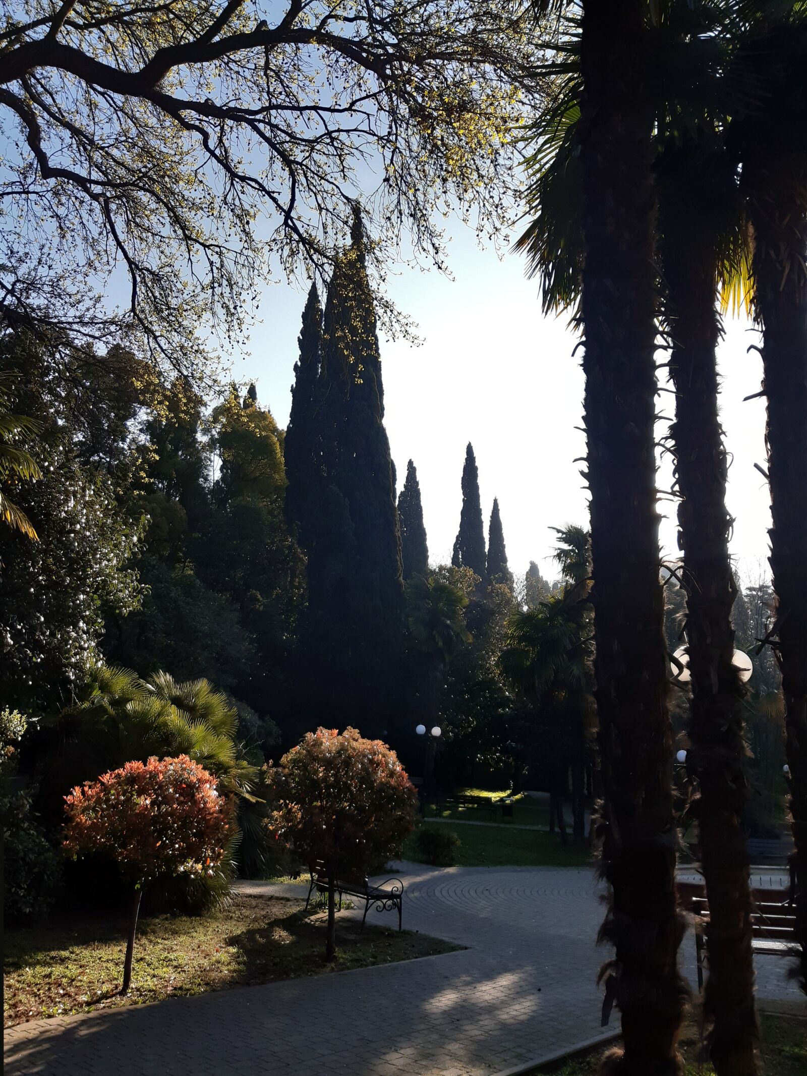 Samsung Galaxy A30 sample photo. Sochi, hostname, palm trees photography