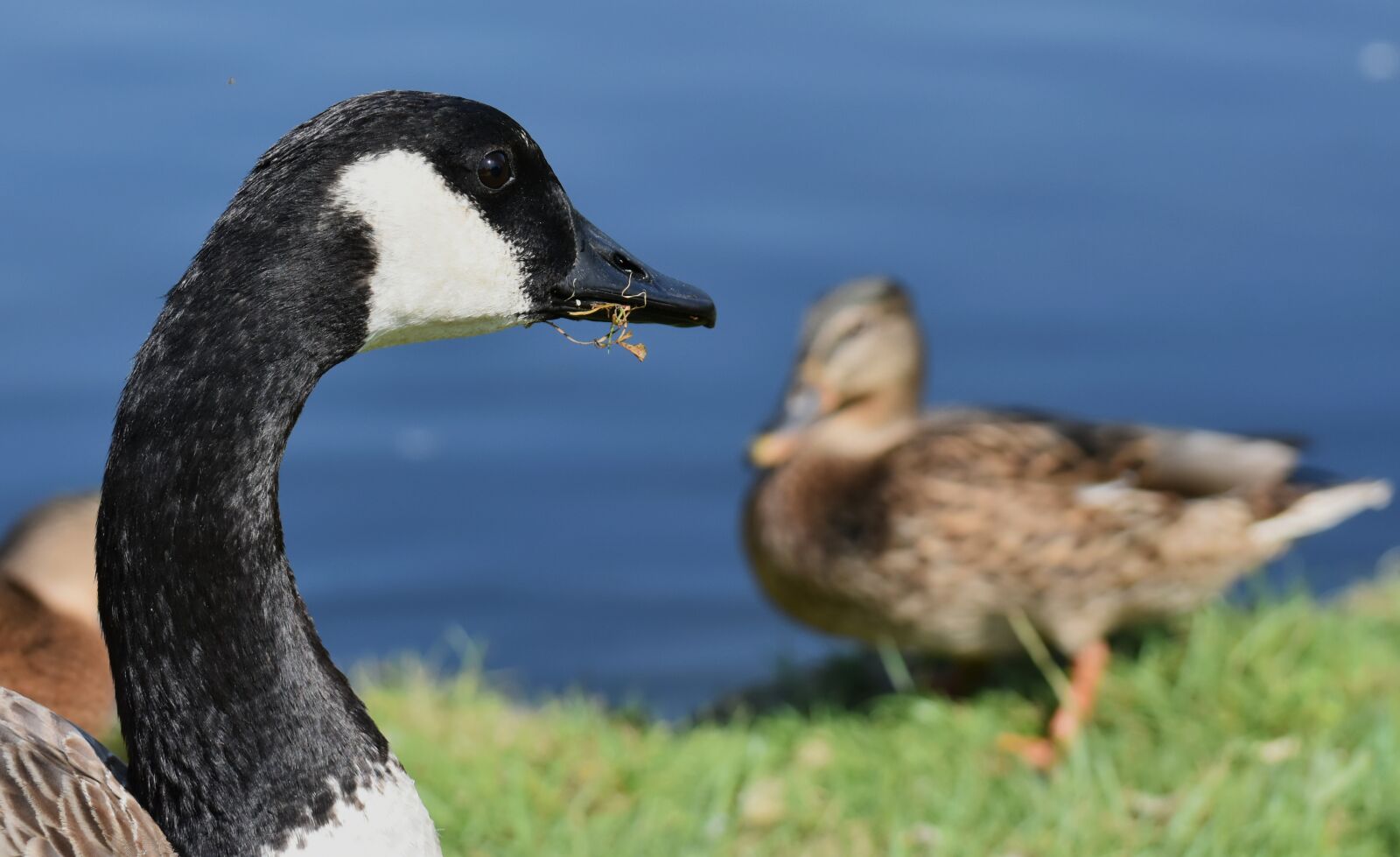 Nikon D7200 sample photo. Canada goose, branta canadensis photography