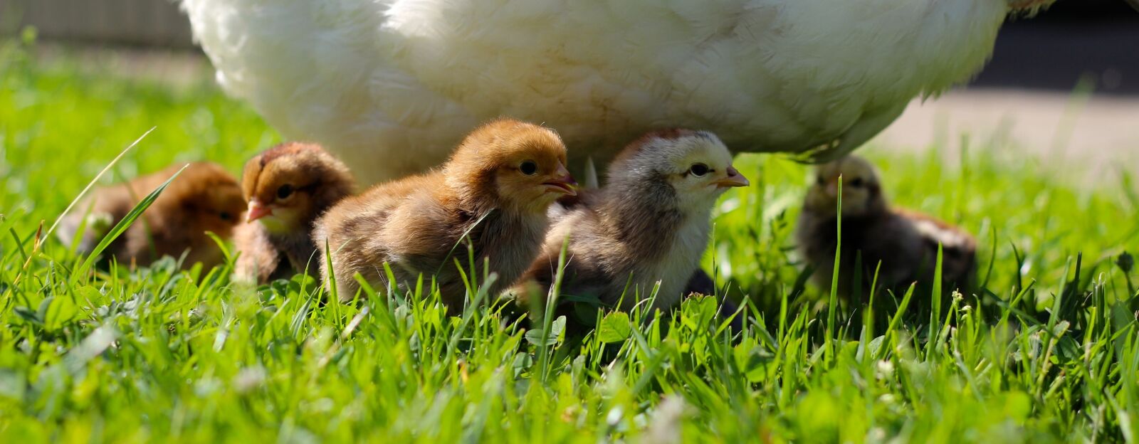 Canon EOS 600D (Rebel EOS T3i / EOS Kiss X5) + Canon EF 50mm F1.8 II sample photo. Chicks, chicken, child photography