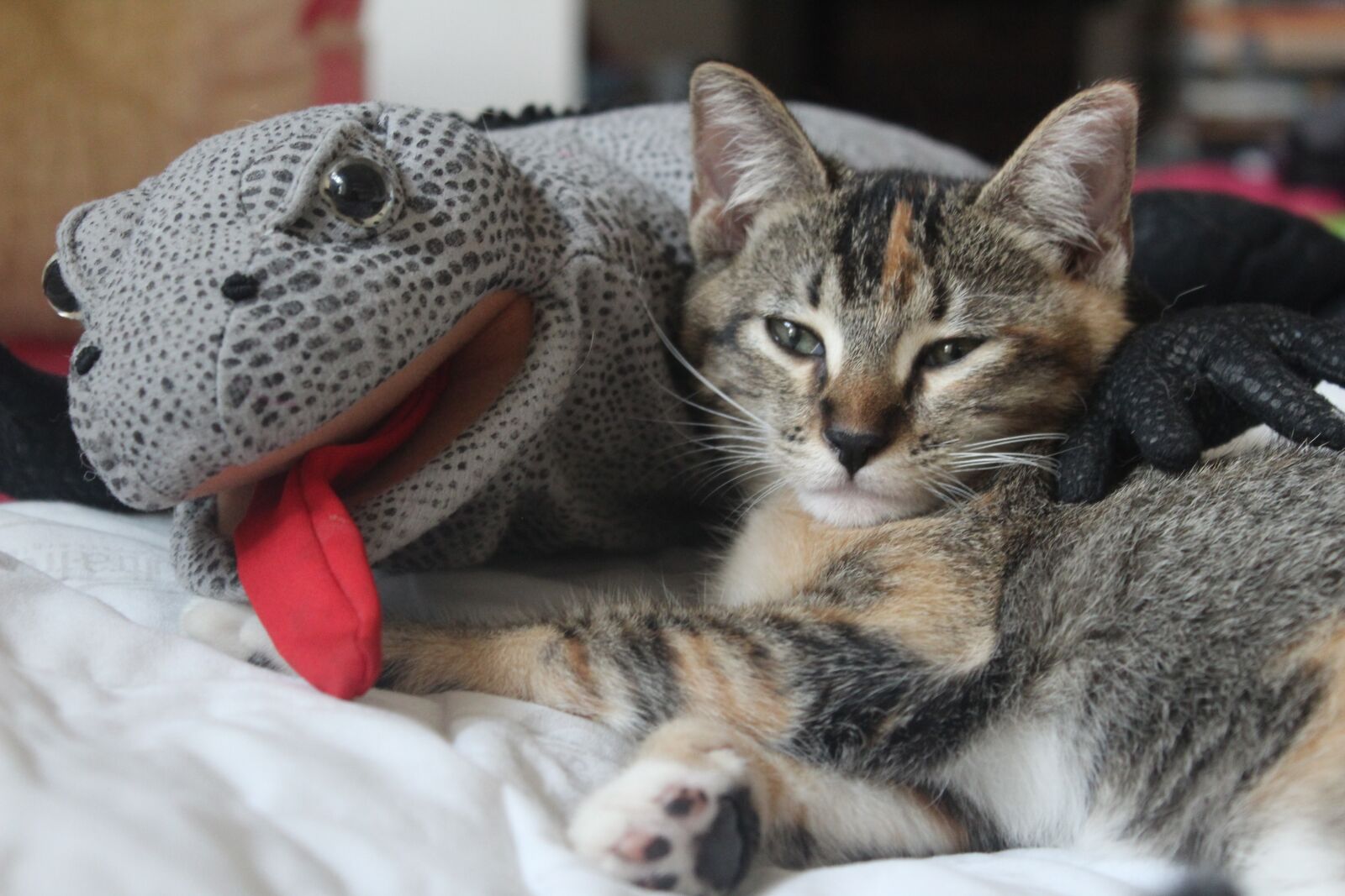 Canon EOS 1300D (EOS Rebel T6 / EOS Kiss X80) sample photo. Kitten, sleep, dream photography