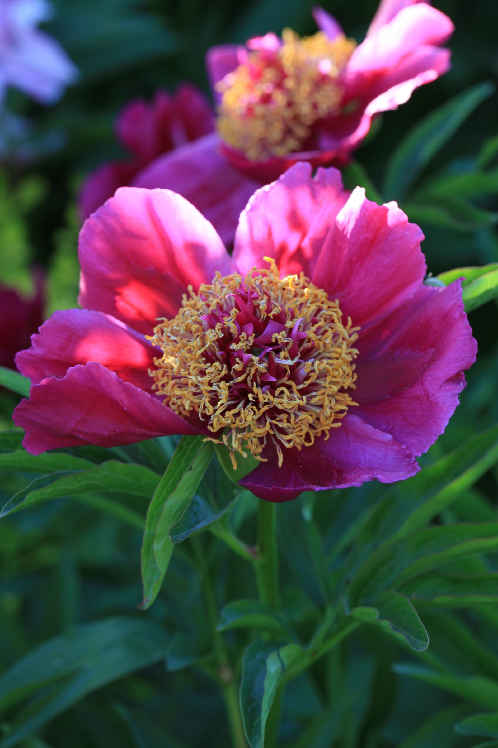 Canon EOS 5D Mark II sample photo. Peony, flower, spring photography