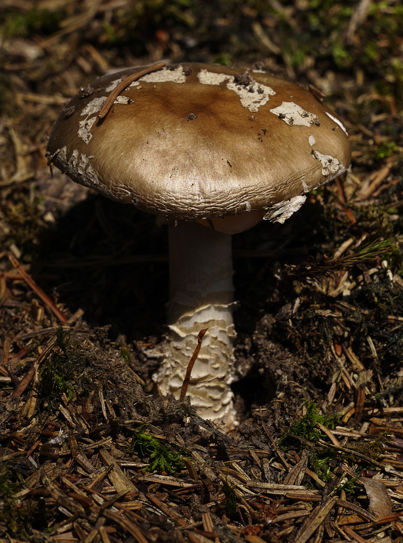 Panasonic Lumix DMC-FZ1000 sample photo. Mushroom, forest, moss photography