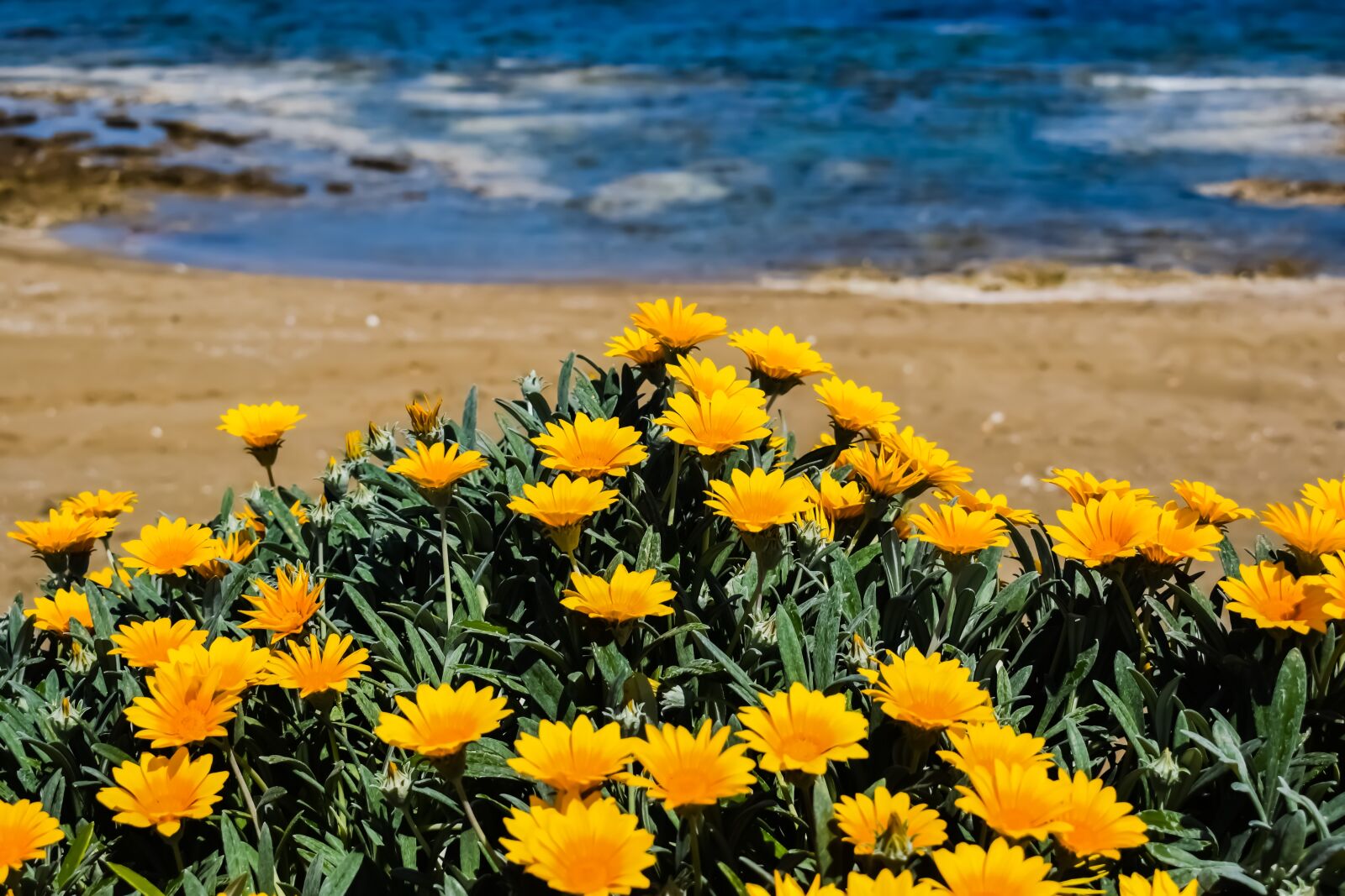 Nikon D3300 sample photo. Flowers, yellow, beach photography