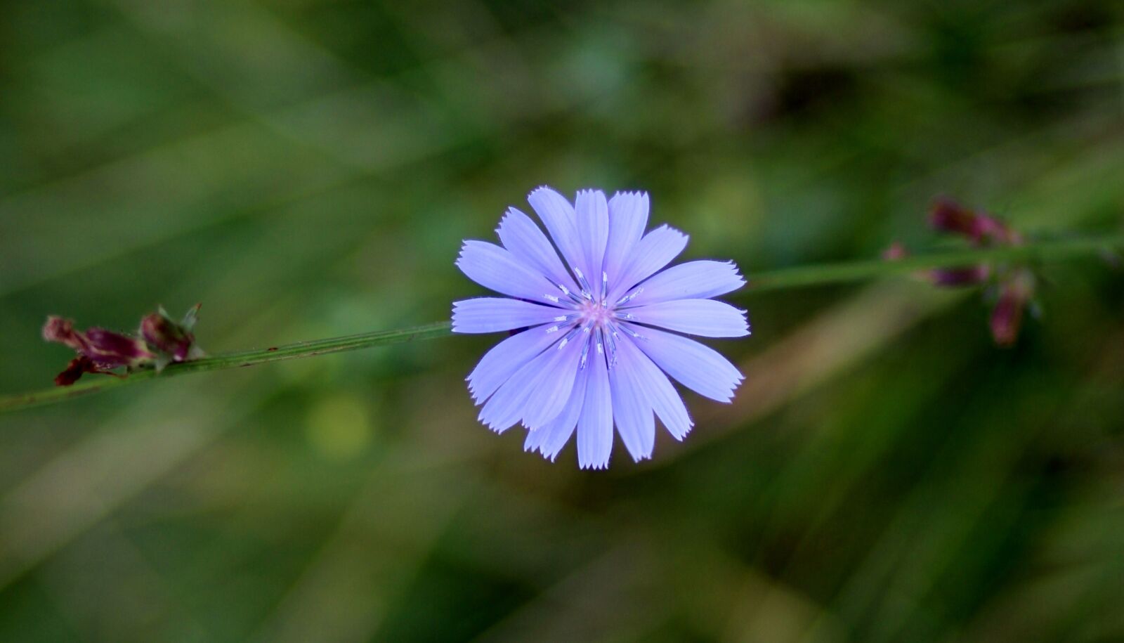 Canon EOS 700D (EOS Rebel T5i / EOS Kiss X7i) + Canon EF 85mm F1.8 USM sample photo. Chicory, flower, blue photography