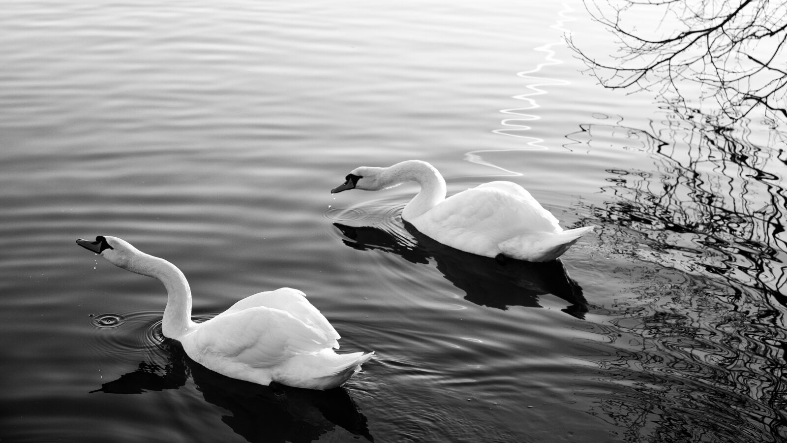 Canon EOS 5D Mark II sample photo. Swan, bird, water photography