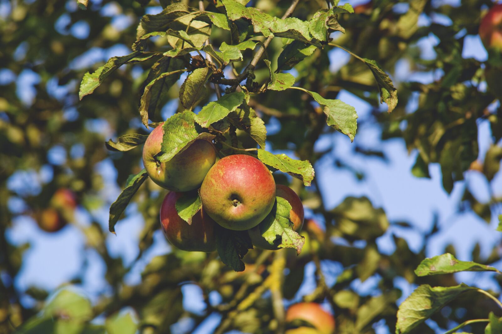 Nikon D2X sample photo. Apple tree, apple, tree photography