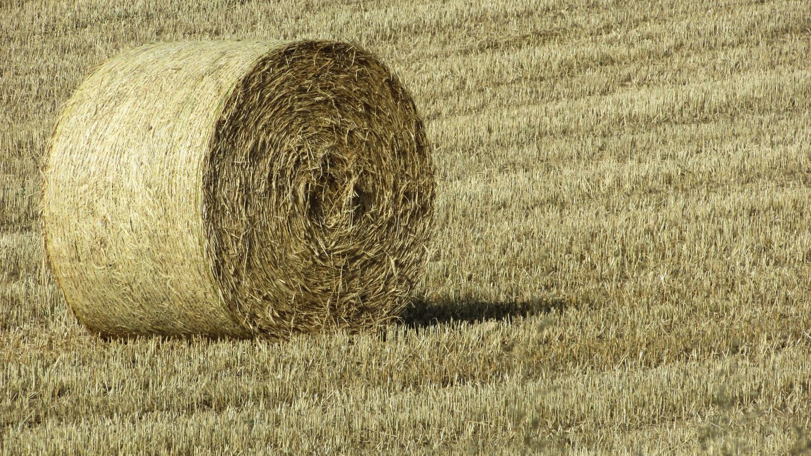 Canon PowerShot SX400 IS sample photo. Forage, dry grass, countryside photography