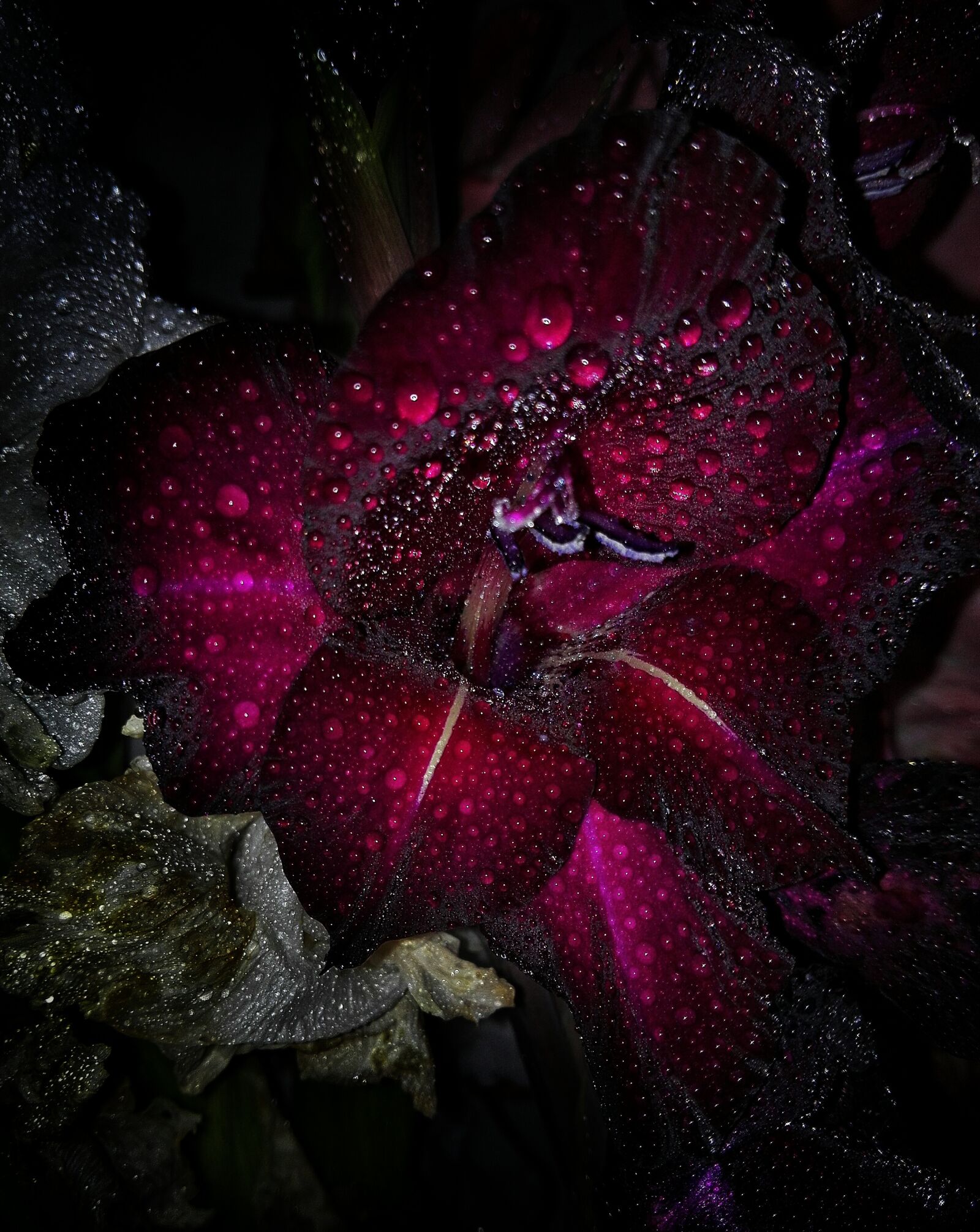 HUAWEI P8 Lite sample photo. Gladiolus, garden, floristry photography