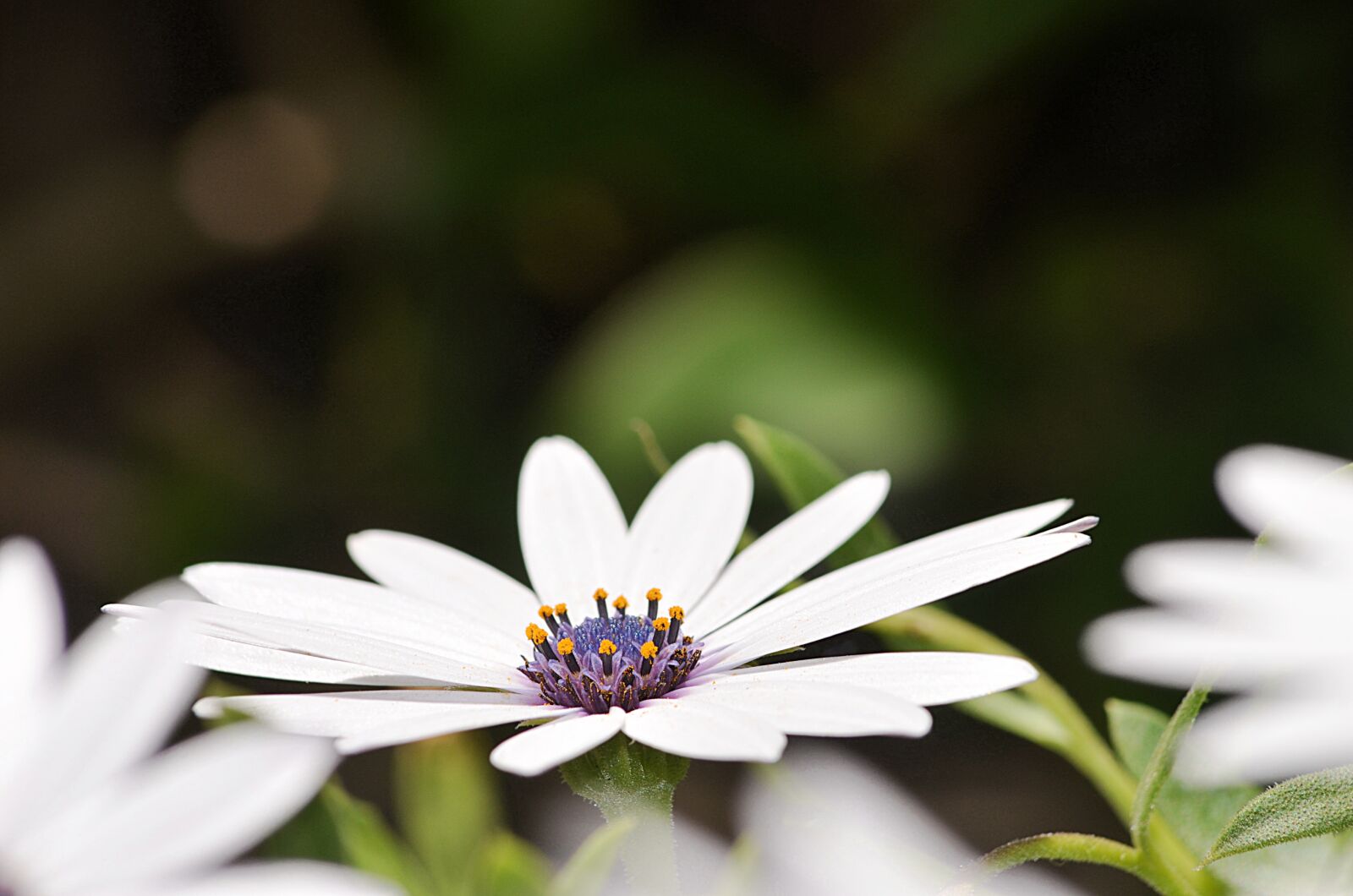 Nikon D5100 sample photo. Marguerite, flower, spring photography