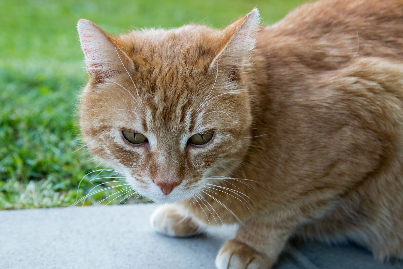Canon EOS 80D sample photo. Cat, domestic cat, animal photography