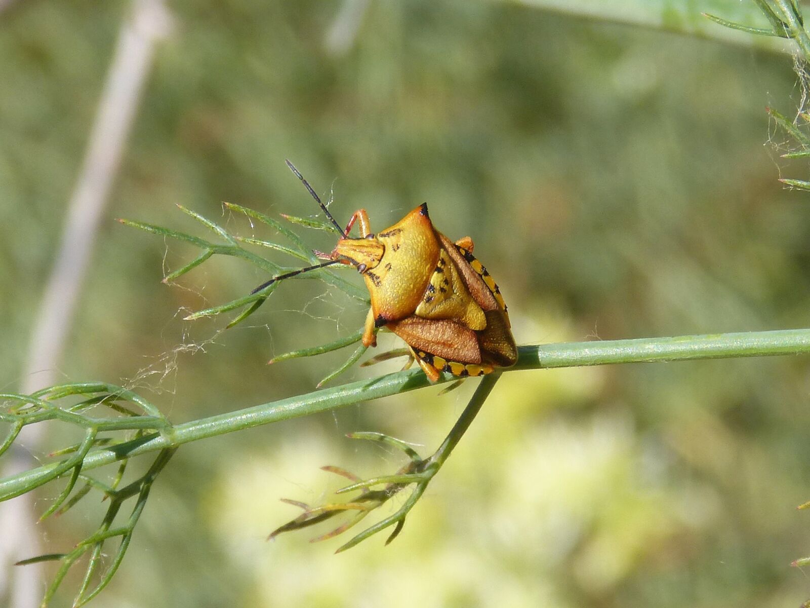 Panasonic DMC-FZ62 sample photo. I pentatomid, dolycoris baccarum photography
