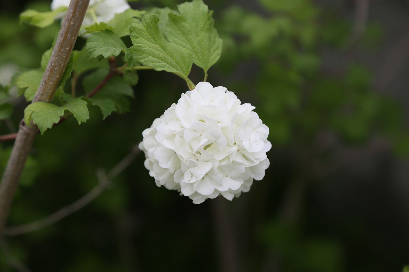 Canon EF 24-105mm F4L IS USM sample photo. Nature, flower, plant photography