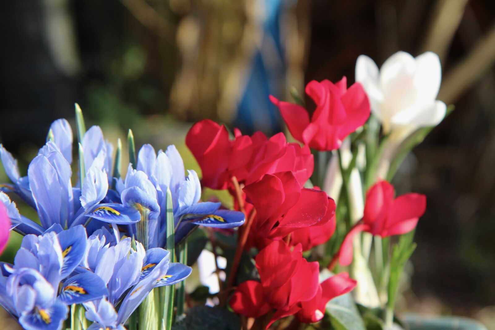 Canon EOS 600D (Rebel EOS T3i / EOS Kiss X5) sample photo. Cyclamen red, flowering, iris photography