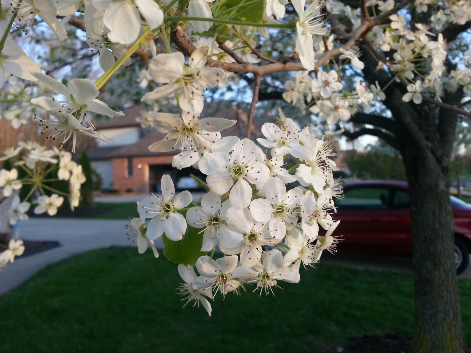 Samsung Galaxy S3 sample photo. Pear blossoms, spring, flowering photography