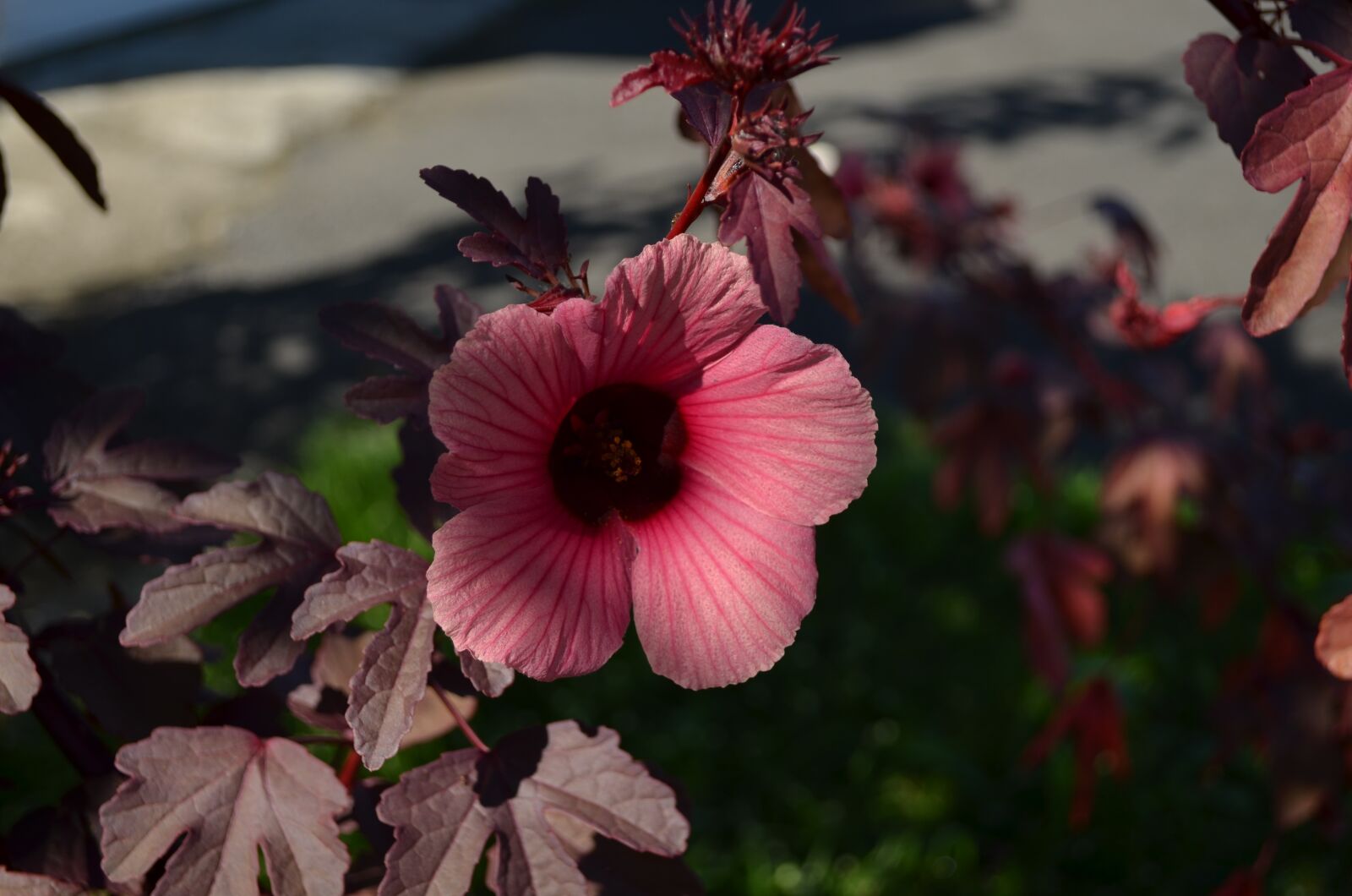 Nikon D5100 sample photo. Jamaica, flower, plant photography