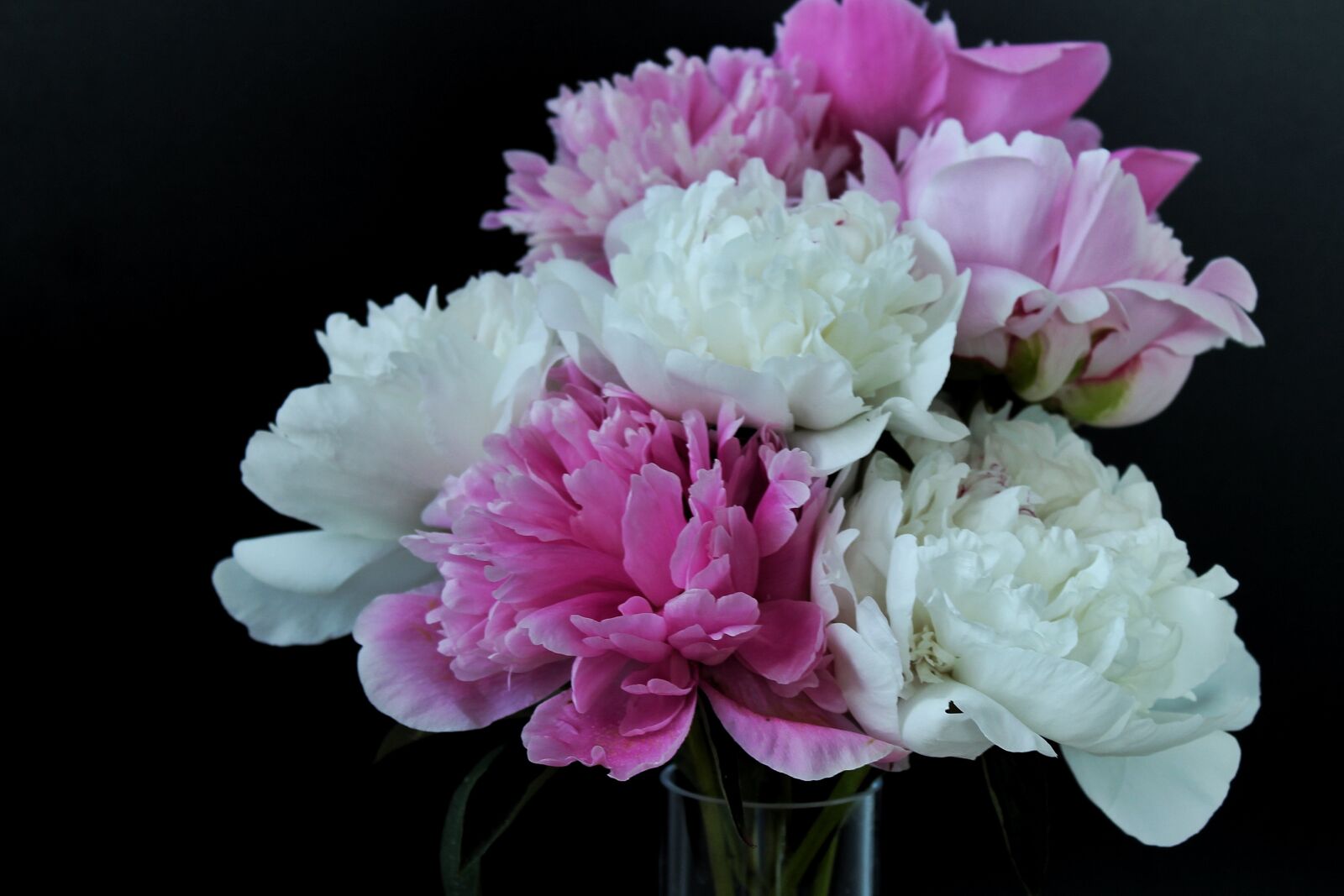 Canon EOS 1300D (EOS Rebel T6 / EOS Kiss X80) sample photo. Peony, peony bouquet, flowers photography