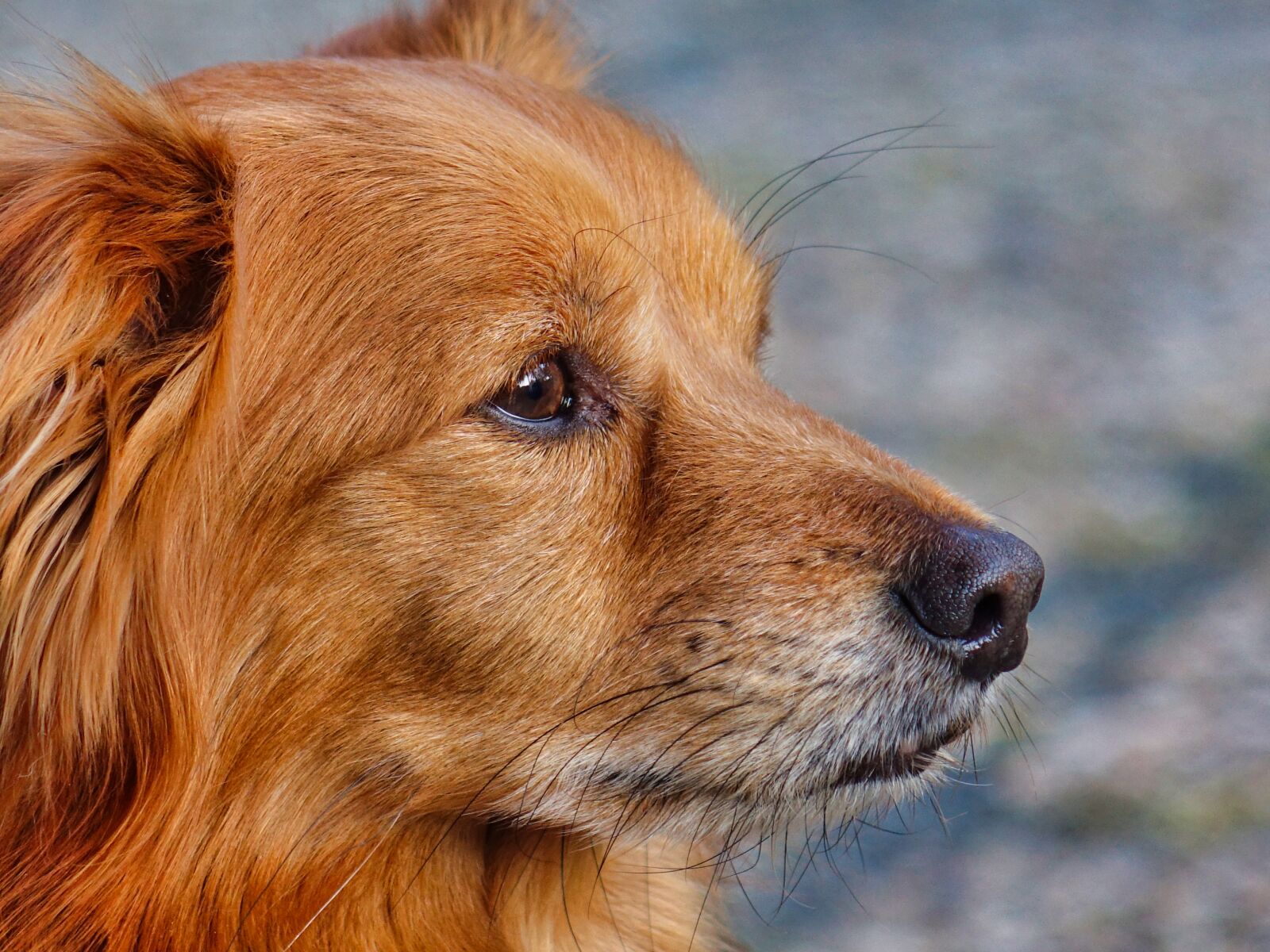 Sony Cyber-shot DSC-RX10 II sample photo. Dog, animal, pet photography