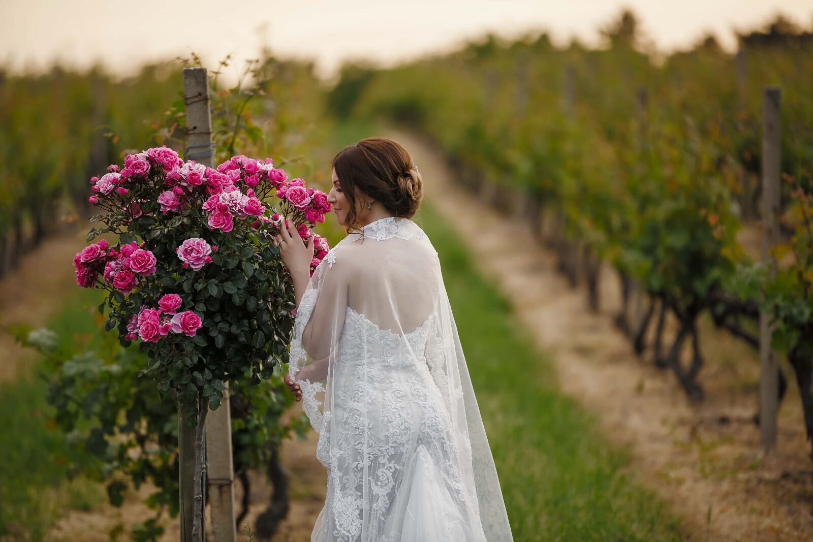 Canon EF 70-200mm F2.8L IS II USM sample photo. Bride, roses, vineyard, fragrance photography