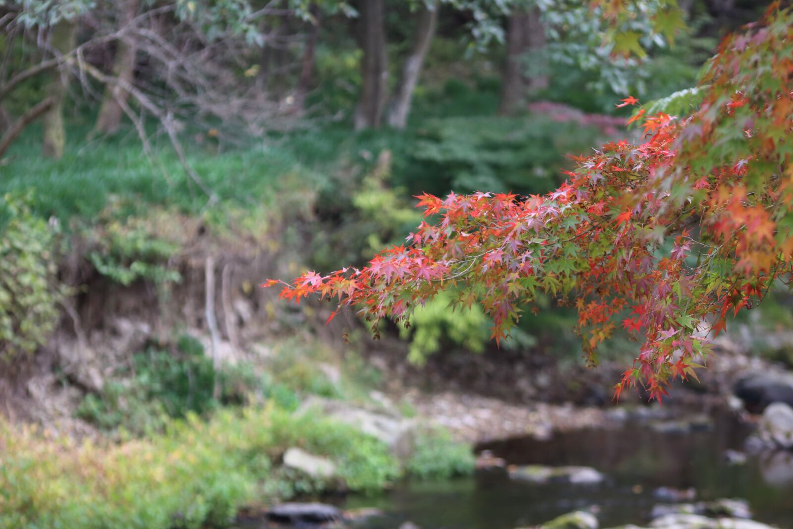 Canon EOS 650D (EOS Rebel T4i / EOS Kiss X6i) sample photo. Nature, leaf, wood photography