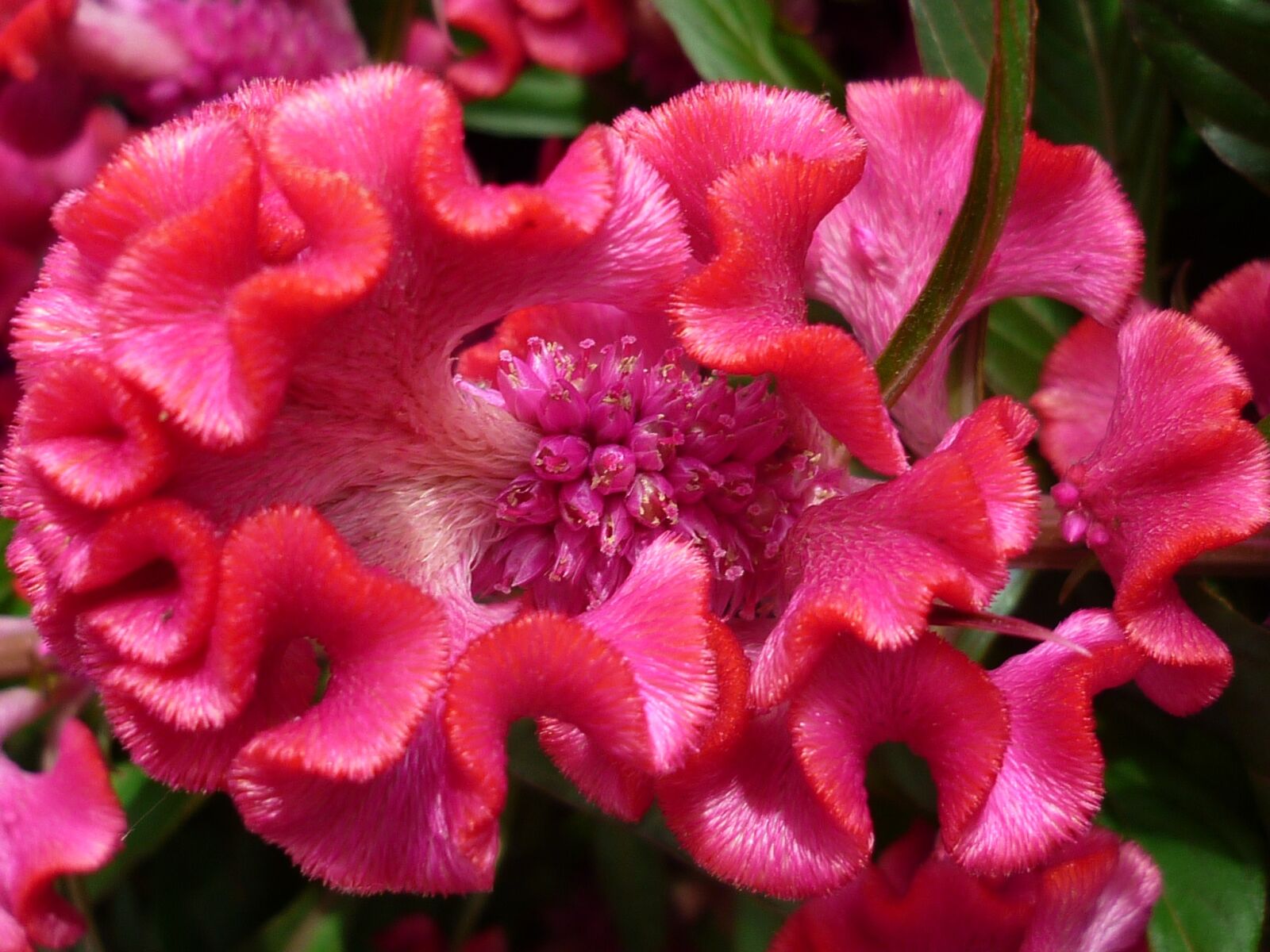 Panasonic Lumix DMC-FS6 sample photo. Hahnenkamm, flower, red photography