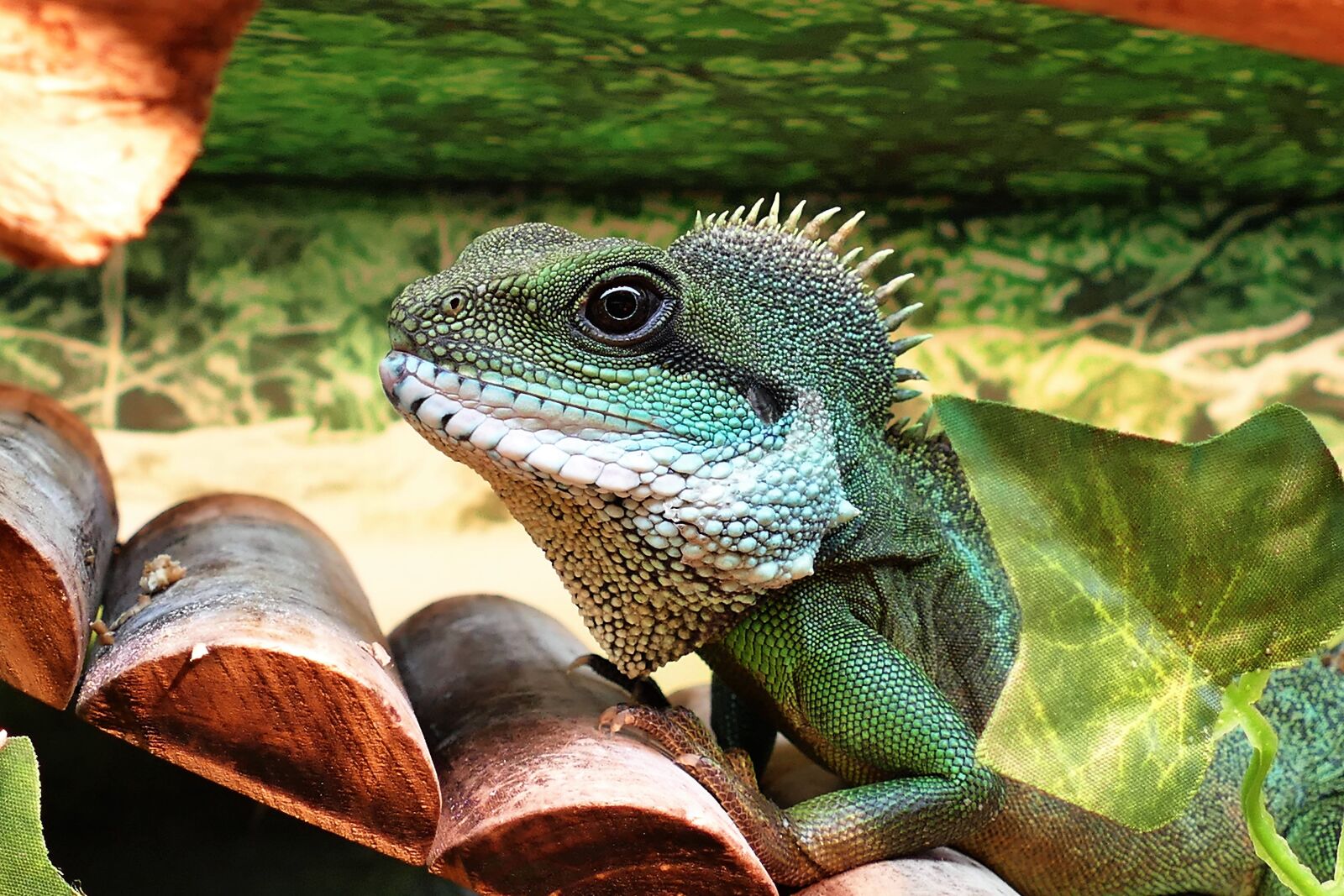 Panasonic Lumix DMC-FZ1000 sample photo. Animal, chinese, water, dragon photography