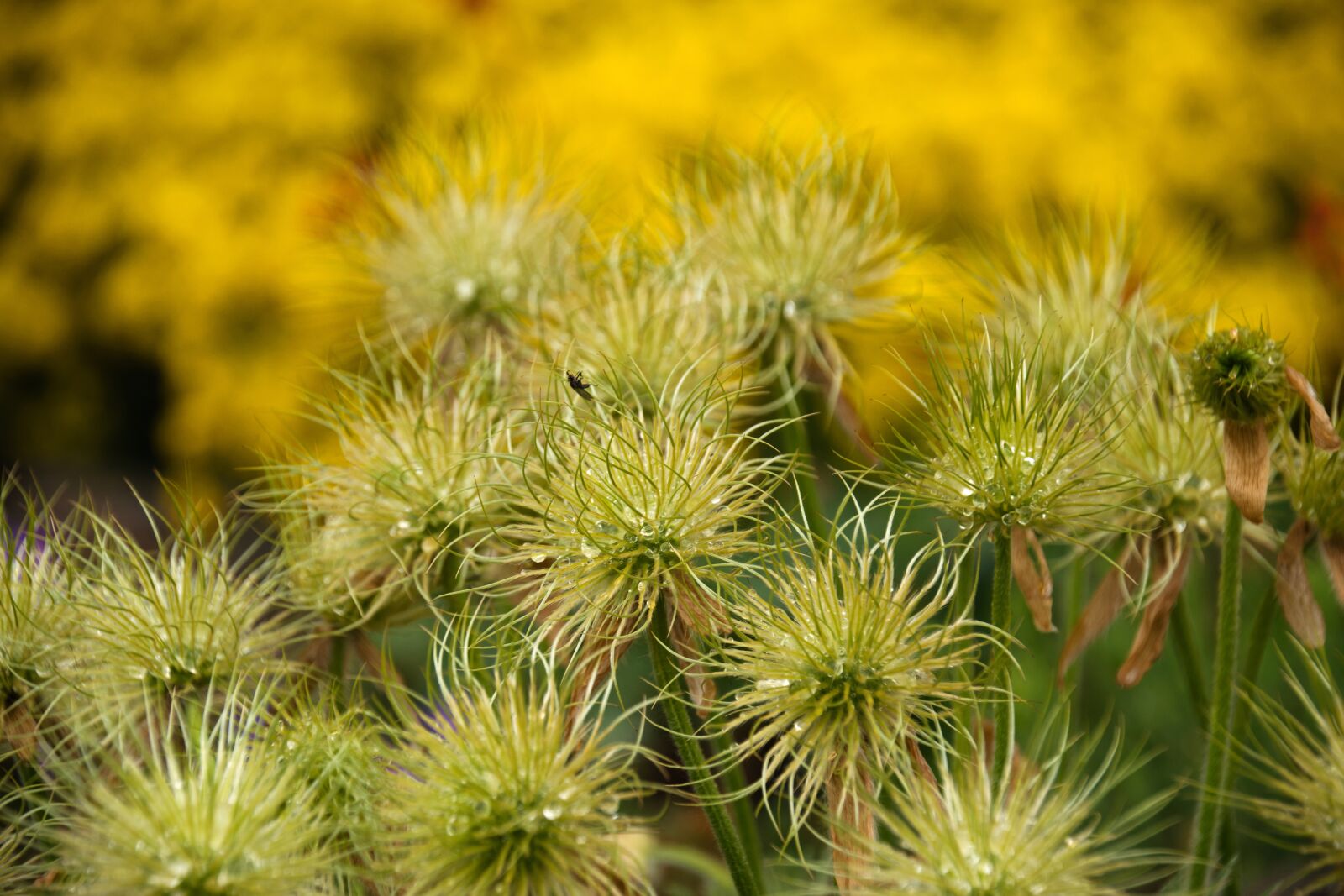 Nikon D5300 sample photo. Pasque flower, faded, flower photography