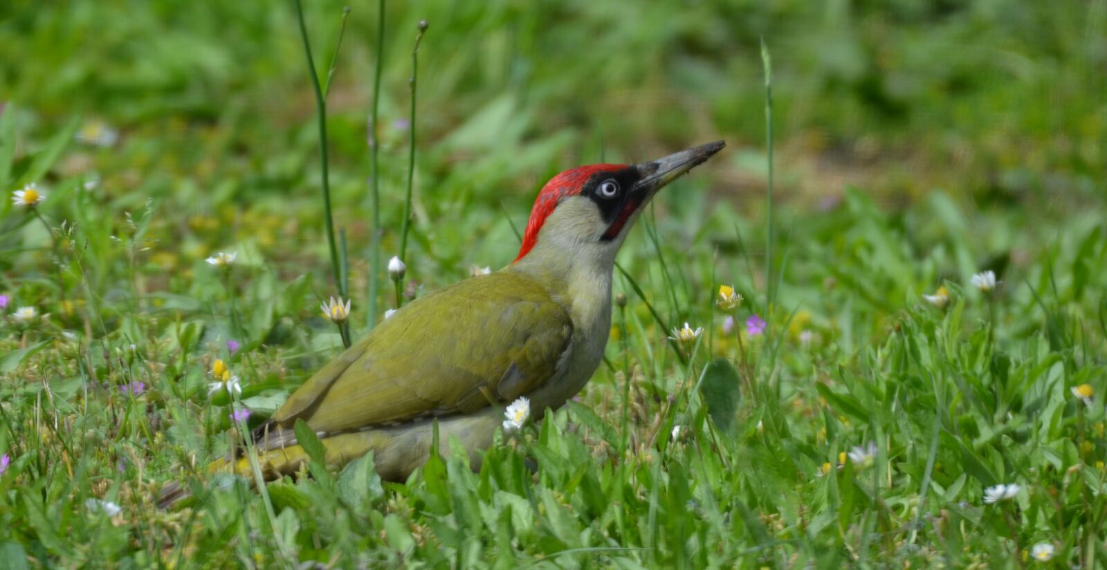 Nikon D5100 sample photo. Bird, green woodpecker, nature photography