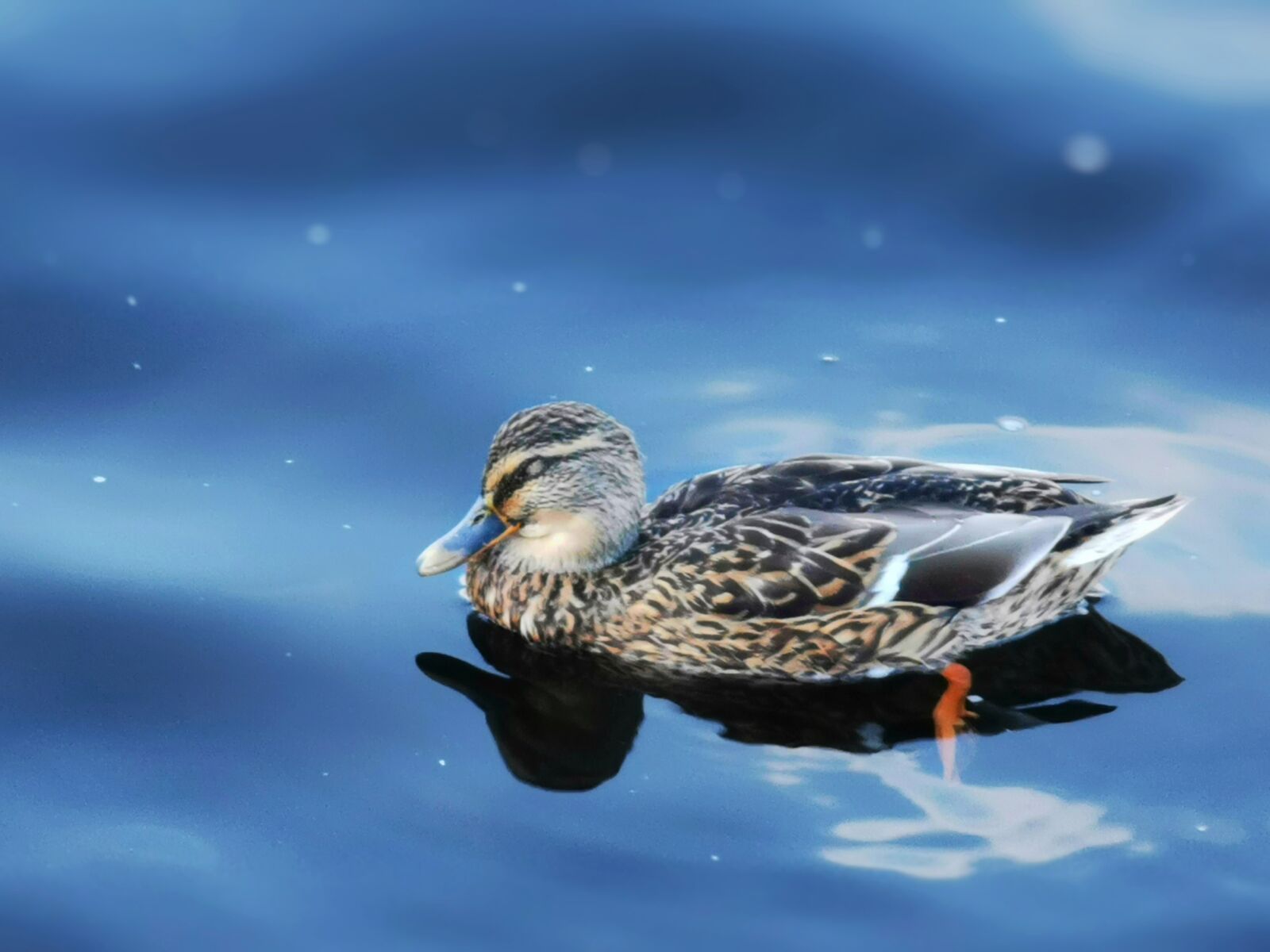 HUAWEI P30 Pro sample photo. Duck, bird, animal photography
