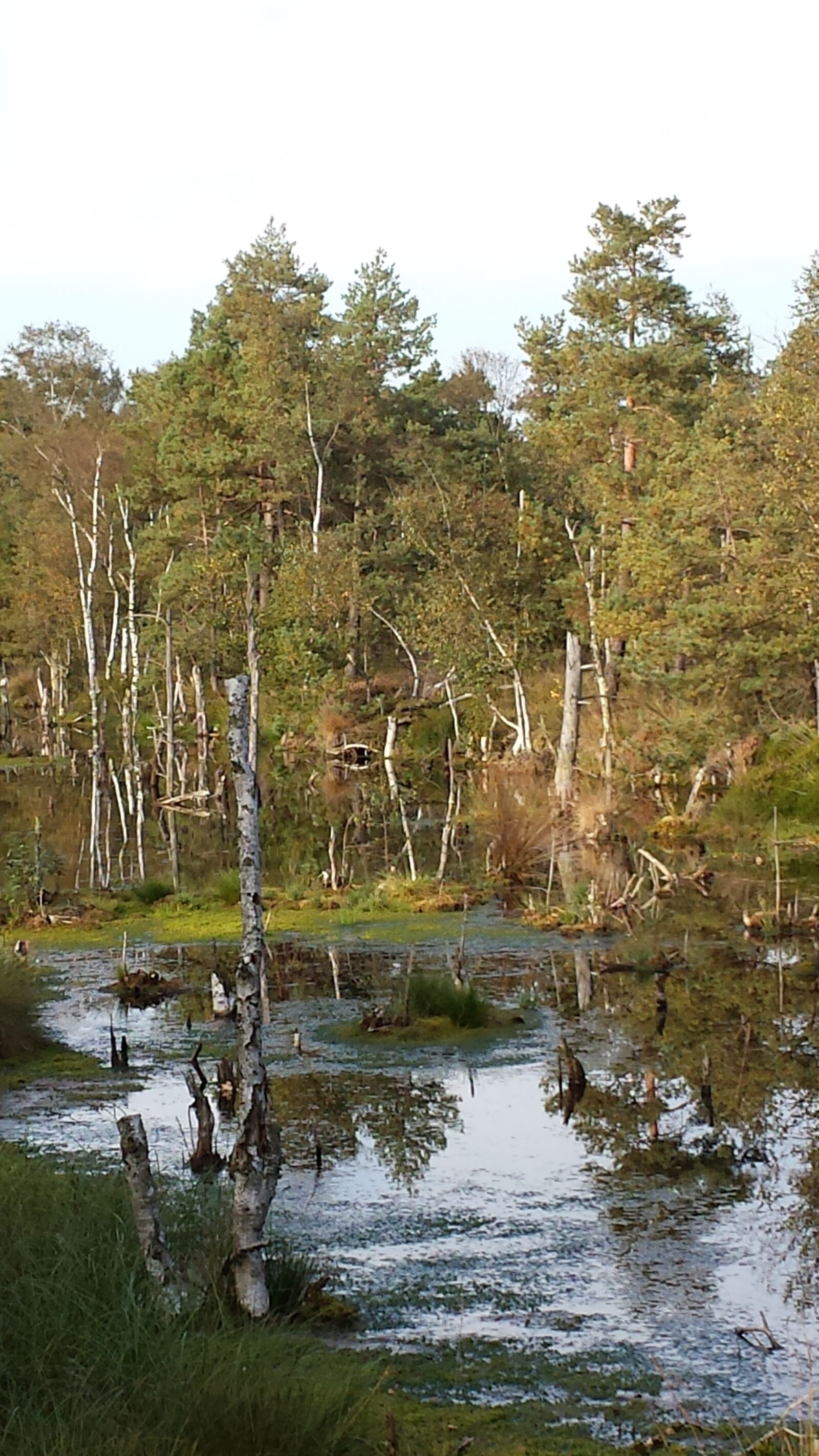 Samsung Galaxy S4 sample photo. Moor, wetland, swamp photography