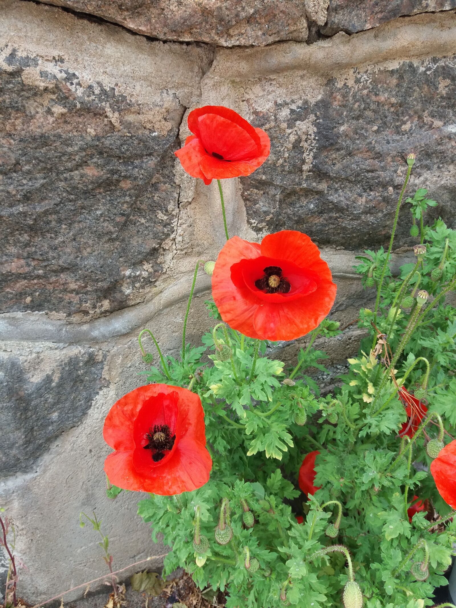 Samsung SM-J500FN sample photo. Poppy, flowers, masonry photography