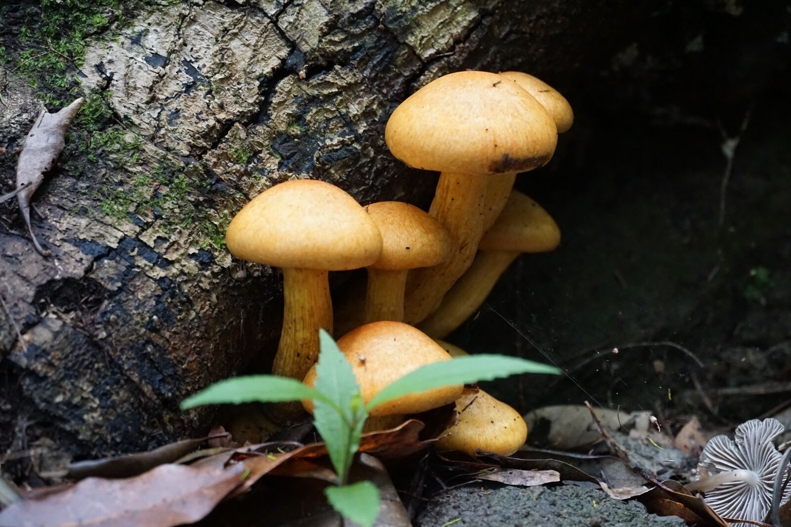 Sony a6000 sample photo. Mushrooms yellow, tenerife, forest photography
