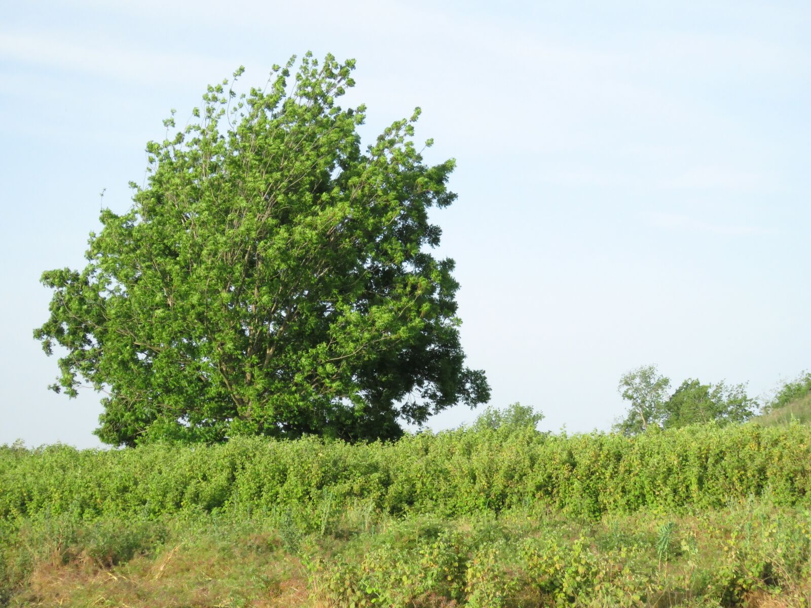 Canon PowerShot SX60 HS sample photo. Tree, green, nature photography