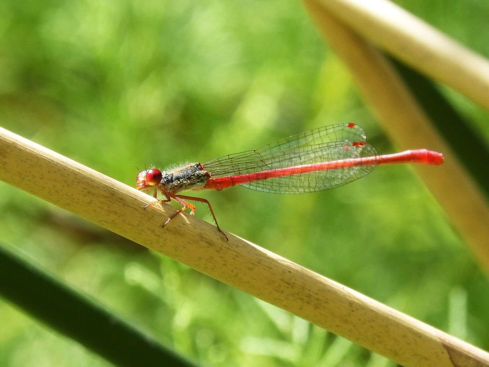 Panasonic DMC-FZ62 sample photo. Red dragonfly, dragonfly, stem photography