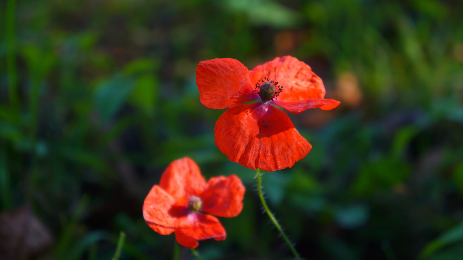 Sony Alpha a3000 + Sony E 18-55mm F3.5-5.6 OSS sample photo. Nature, plants, red photography