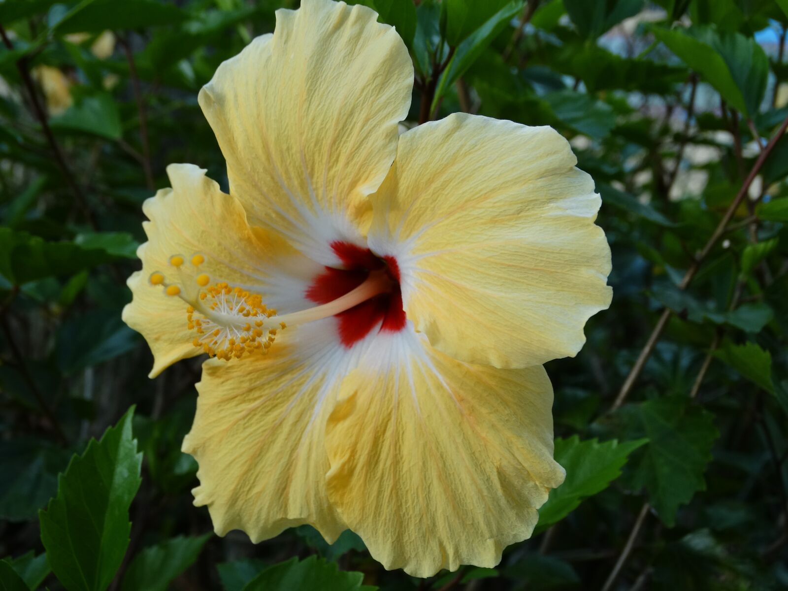 Sony Cyber-shot DSC-HX300 sample photo. Flower, yellow, flowers photography