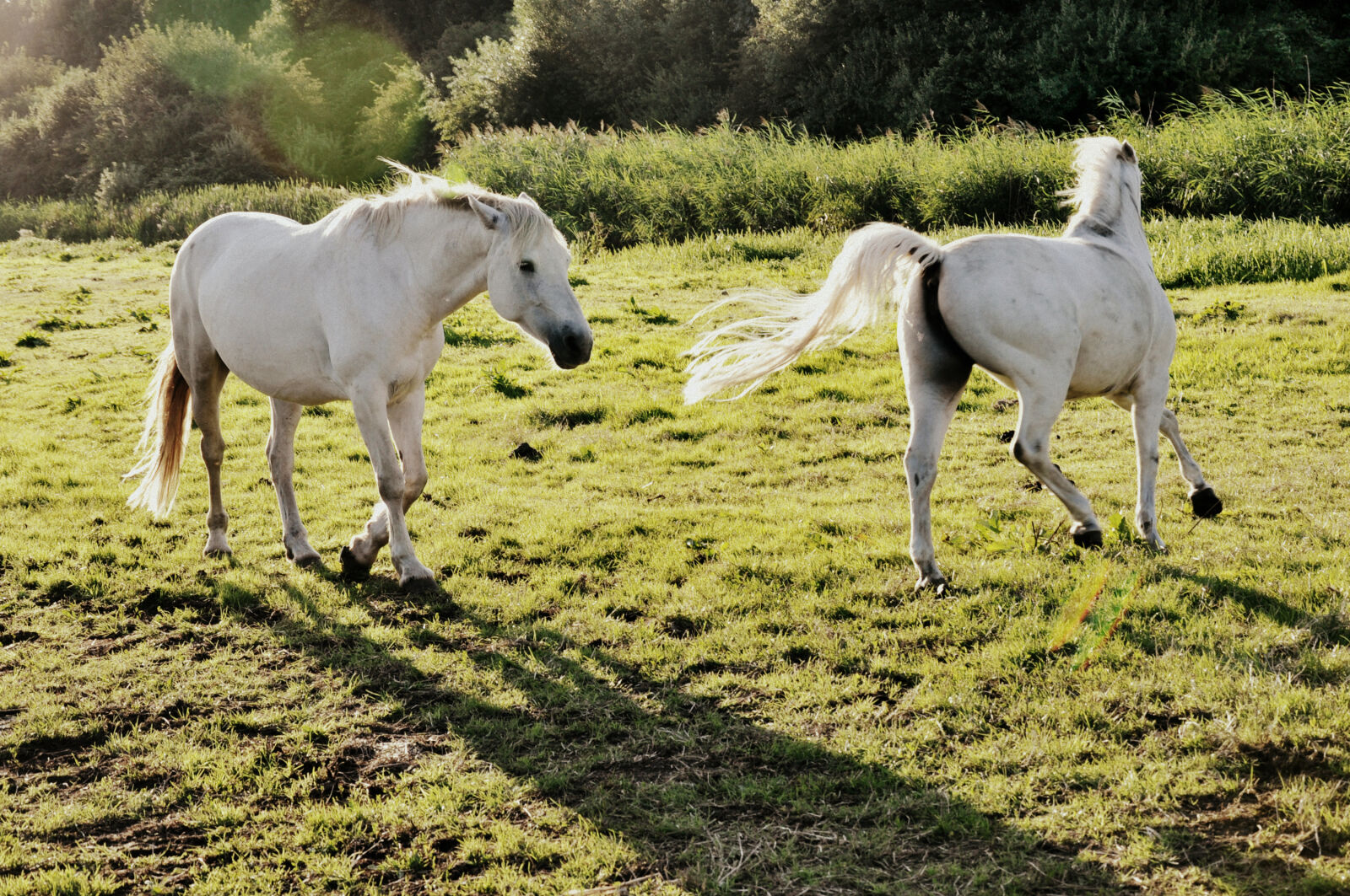 Nikon D90 sample photo. Animal, equine, horse, mammal photography