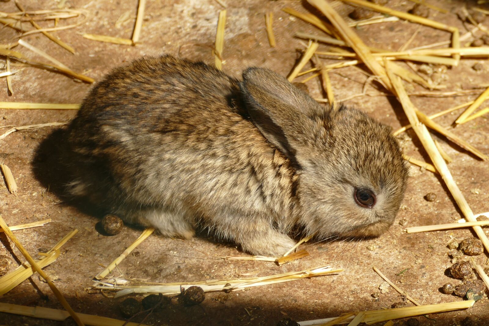 Panasonic Lumix DMC-FZ1000 sample photo. Rabbit, young, mammal photography