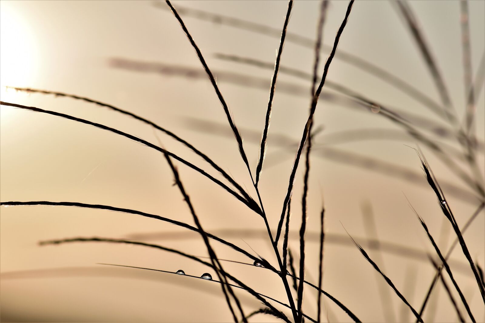 Nikon D5500 sample photo. Grass, blade of grass photography