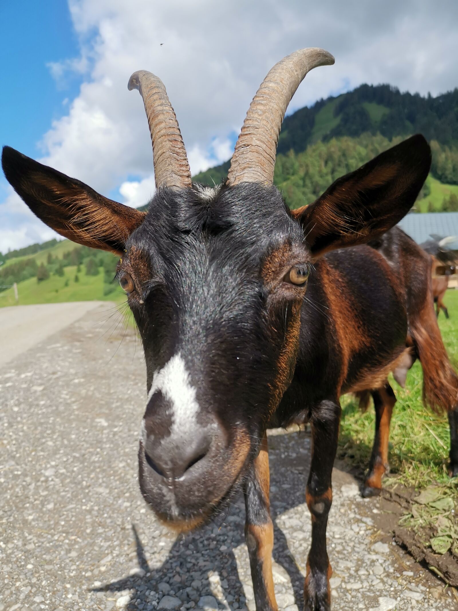 HUAWEI LYA-L29 sample photo. Goat, animal, nature photography
