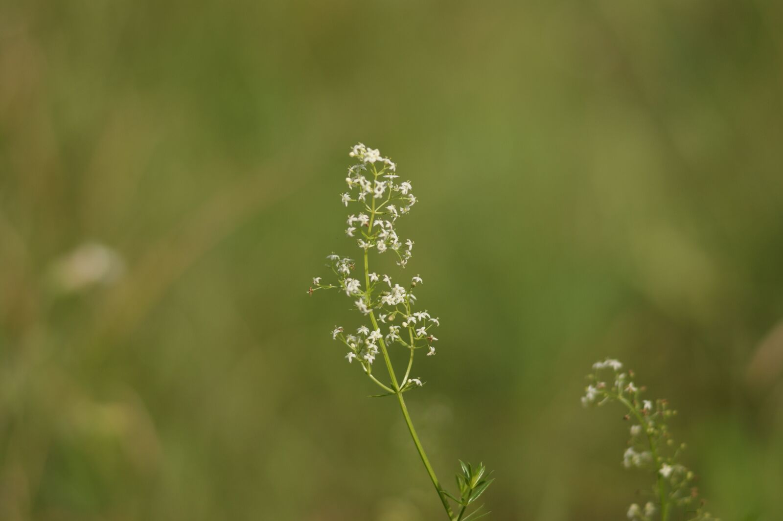 Sony Alpha DSLR-A290 sample photo. Przytulia, white, field photography